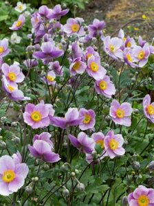 Anemone 'Regal Swan', ® Anemoon