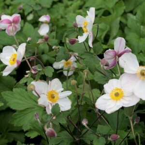 Anemone 'Dainty Swan', Anemoon