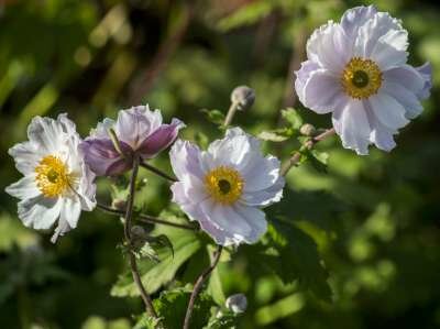 Anemone 'Dreaming Swan', Anemoon