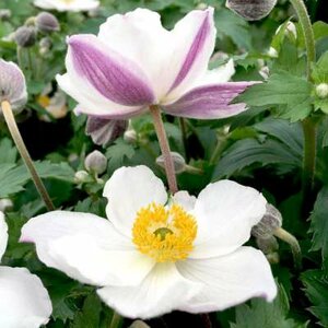 Anemone 'Elfin Swan', Anemoon