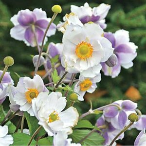 Anemone 'Ruffled Swan', Anemoon