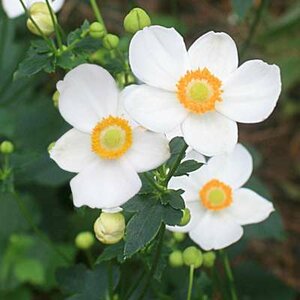 Anemone hupehensis 'Pretty Lady Maria', Anemoon