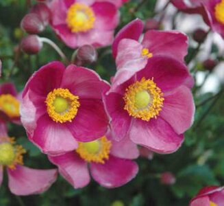 Anemone hupehensis 'Pretty Lady Susan', Anemoon