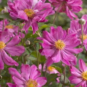 Anemone hupehensis 'Prinz Heinrich', herfstanemoon