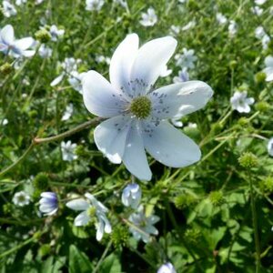 Anemone leveillei, Anemoon