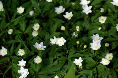 Anemone nemorosa 'Alba', Bosanemoon