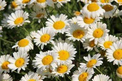 Anthemis hybrida 'Sauce Hollandaise', Kamille