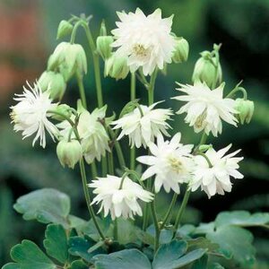 Aquilegia 'Green Apples', Akelei