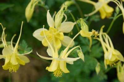 Aquilegia 'Yellow Queen', Akelei