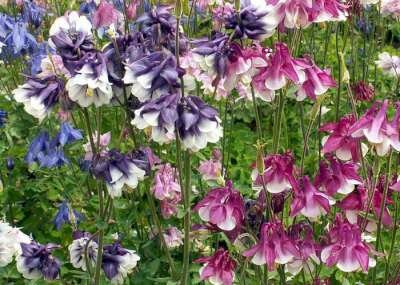 Aquilegia 'Grandmother's Garden', Akelei