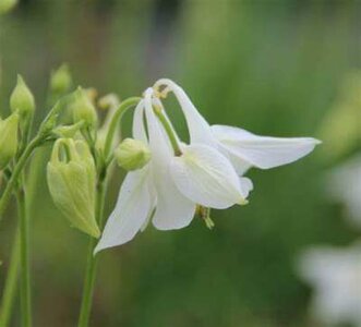 Aquilegia vulgaris 'Nivea', Akelei (=Alba)