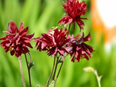 Aquilegia 'Ruby Port', Akelei