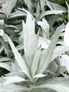 Artemisia ludoviciana 'Valerie Finnis', Alsem