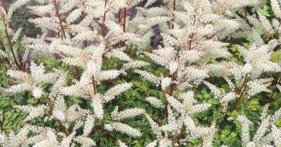 Aruncus 'Horatio', Geitebaard