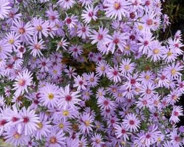 Aster 'Treffpunkt', Herfstaster