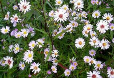 Aster 'Vasterival', Aster