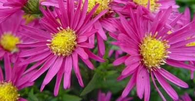 Aster dumosus 'Bahamas', Herfstaster