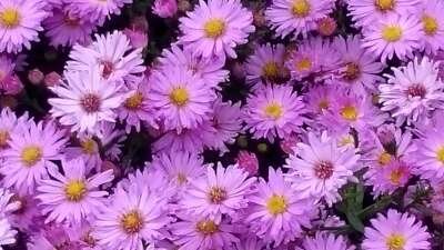 Aster dumosus 'Herbstgruss Von Bresserhof', Herfstaster