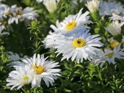 Aster dumosus 'Kristina', Herfstaster