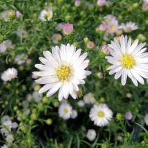 Aster universum 'Anja's Choice', Herfstaster