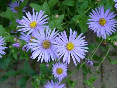 Aster frikartii 'Wunder von Stäfa', Herfstaster