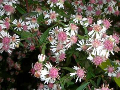 Aster lateriflorus 'Prince', Aster