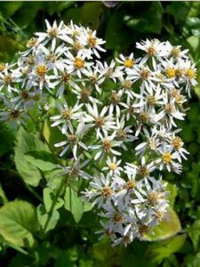 Aster macrophyllus 'Albus', Aster