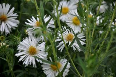 Aster novae-angliae 'Herbstschnee', Aster