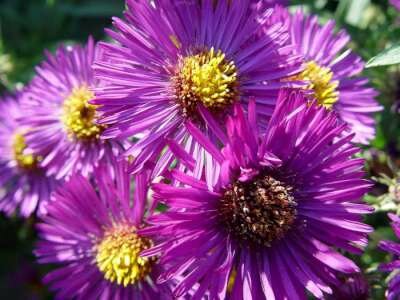 Aster novae-angliae 'Marina Wolkonsky', Aster