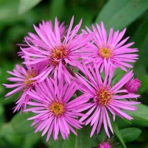 Aster novae-angliae 'Vibrant Dome', Herfstaster