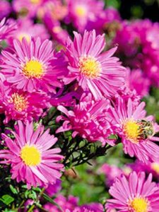 Aster novae-angliae 'Karminkuppel', Herfstaster