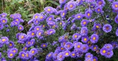 Aster novae-angliae 'Royal Velvet', Nieuw-nederlandse Aster