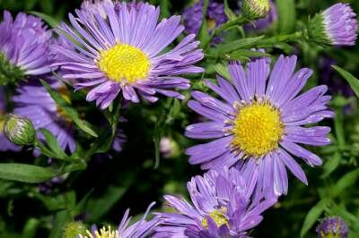 Aster novae-angliae 'Schöne von Dietlikon', Nieuw-nederlandse Aster, Herfstaster