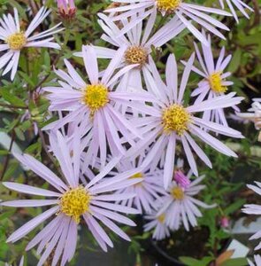 Aster pyrenaeus 'Lutetia', Aster