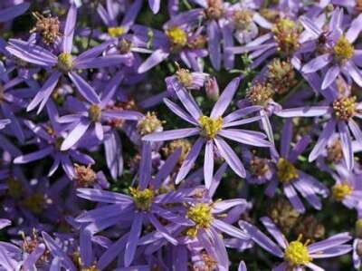 Aster sedifolius 'Nanus', Aster