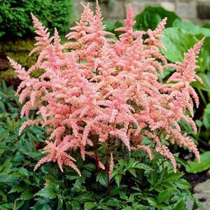 Astilbe arendsii 'Bressingham Beauty', Pluimspirea