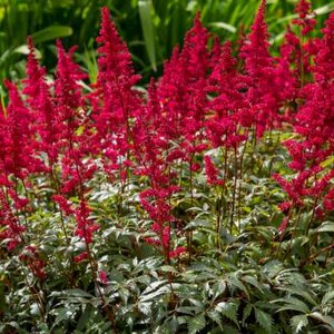 Astilbe japonica 'Red Sentinel', Pluimspirea