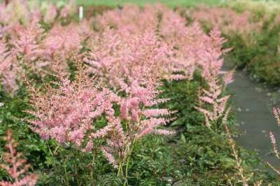 Astilbe simphlicifolia 'Hennie Graafland', Pluimspirea