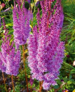 Astilbe chinensis 'Superba', Pluimspirea