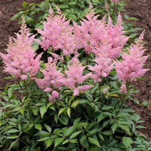 Astilbe chinensis 'Vision in Pink', Pluimspirea