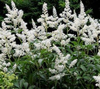 Astilbe chinensis 'Vision in White', Pluimspirea