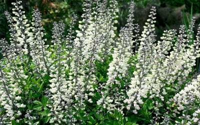 Baptisia alba 'Pendula', Valse indigo