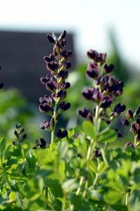 Baptisia australis 'Dutch Chocolate', Valse indigo