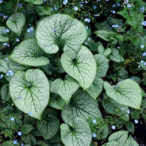 Brunnera 'Alchemy Silver', Kaukasische vergeet-mij-nietje