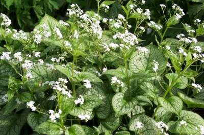 Brunnera macrophylla 'Mister Morse', Kaukasische vergeet-mij-nietje