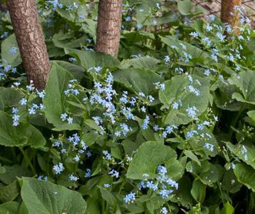 Brunnera sibirica, Kaukasische vergeet-mij-nietje