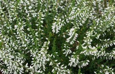 Calluna vulgaris 'Alicia', Struikheide