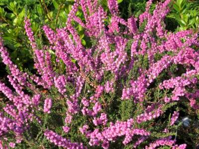 Calluna vulgaris 'Annemarie', Struikheide