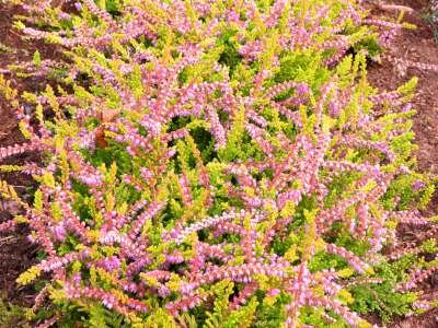 Calluna vulgaris 'Boskoop', Zomerheide