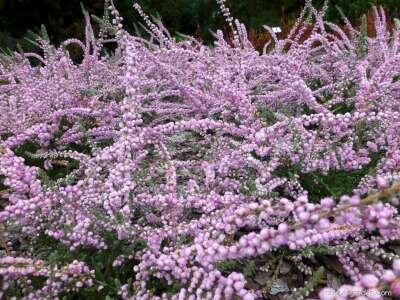 Calluna vulgaris 'Elsie Purnell', Zomerheide